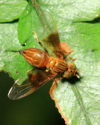 Flower Fly, Hybobathus sp. (Syrphidae: Syrphinae)