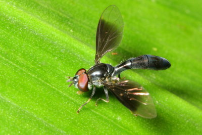 Flower Fly, Ocyptamus sp. (Syrphidae: Syrphinae)