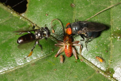 Blow Fly, Chloroprocta idioidea (Calliphoridae)