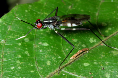Stilt-legged Fly, Poecilotylus sp. (Micropezidae: Taeniapterinae)