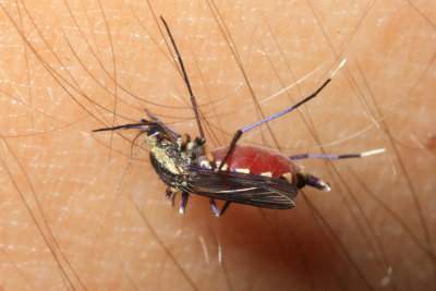 Mosquito, Psorophora sp. (Culicidae: Culicinae)