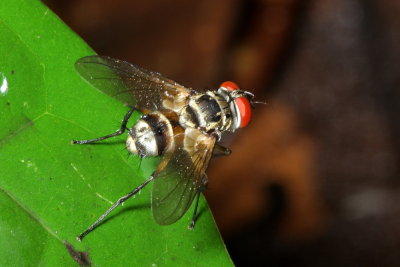 Parasitic Fly, Calodexia sp. (Tachinidae)