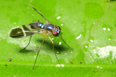 Long-legged Fly, Condylostylus sp. (Dolichopodidae: Sciapodinae) 