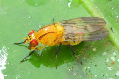 Physegenua sp. (Lauxaniidae: Lauxaniinae)