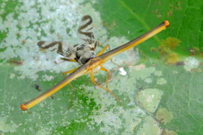 Stalk-eyed Fly, Plagiocephalus latifrons (Ulidiidae: Ulidiinae)