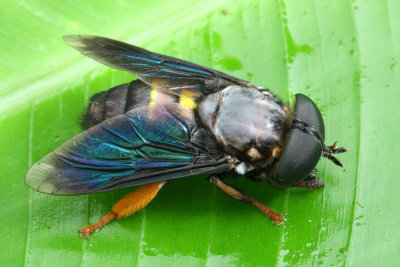 Horse Fly, Stibasoma (Stibasoma) sp. (Tabanidae: Tabaninae)