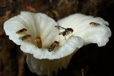 Vinegar Flies, Zygothrica sp. (Drosophilidae: Drosophilinae)