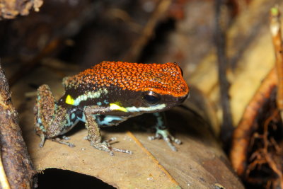 Ecuador Poison Frog, Ameerega bilinguis (Dendrobatidae)