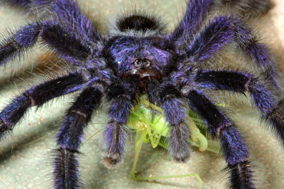 Purple Pink-toed Tarantula, Avicularia purpurea (Theraphosidae)