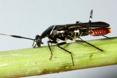 Forest Roach, Pseudomops albostriatus (Ectobiidae: Blattellinae)