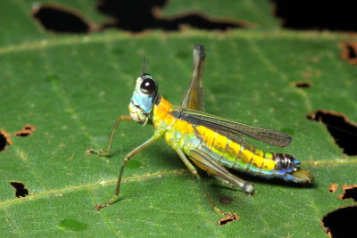 Airplane Grasshopper, Eumastax vittata (Eumastacidae)