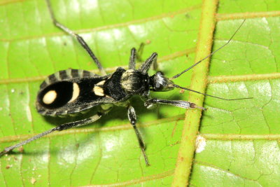 Assassin Bug, Rasahus sp. (Reduviidae: Peiratinae)