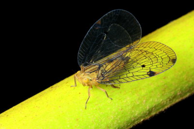 Nogodinid Planthopper, Varicopsis sp. (Nogodinidae)
