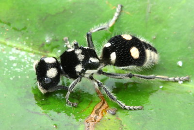 Velvet Ant, Hoplomutilla sp. (Mutillidae)