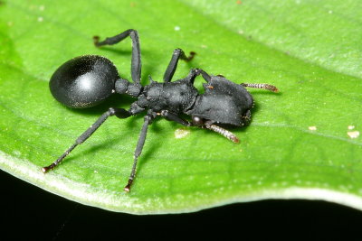 Gliding Ant, Cephalotes opacus (Formicidae: Myrmicinae)