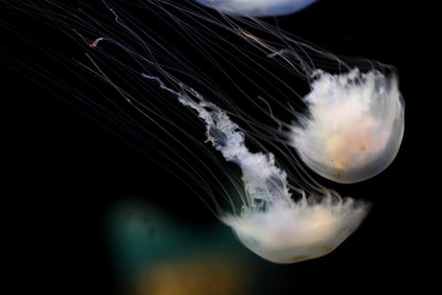 Atlantic Sea Nettle (Chrysaora quinquecirrha)