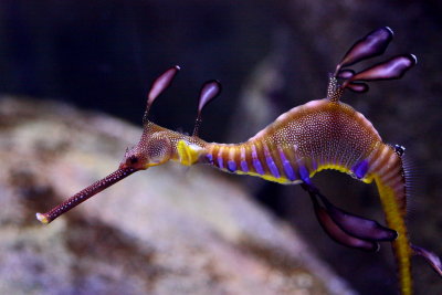 Weedy Sea Dragon (Phyllopteryx taeniolatus)