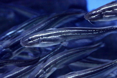 Striped Eel-Catfish (Plotosus lineatus)