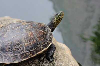 Chinese Stripe-necked Turtle (Ocadia sinensis)