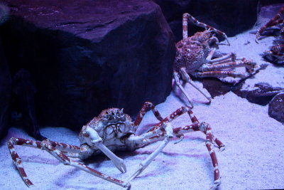 Japanese Spider Crab (Macrocheira kaempferi)
