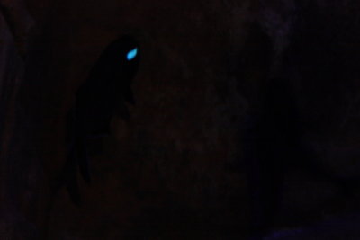 Eyelight Fish (Photoblepharon palpebratum)