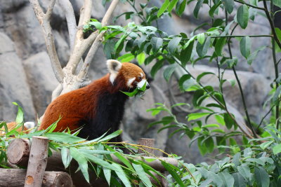 Red Panda (Ailurus fulgens)