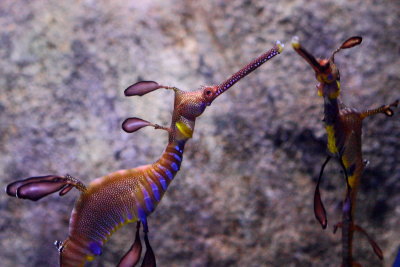 Weedy Sea Dragon (Phyllopteryx taeniolatus)