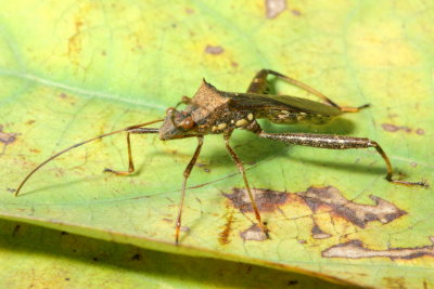 Bean Bug, Riptortus pedestris (Alydidae)