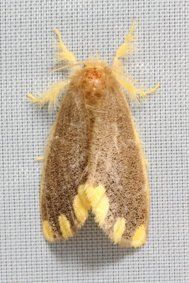 Tussock Moth, Orvasca subnotata (Lymantriidae)
