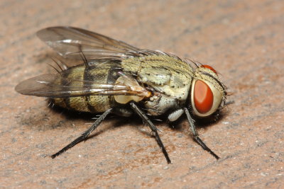 Blow Fly (Calliphoridae)