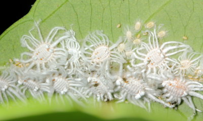 Giant Scale Insects, Icerya sp. (Monophlebidae)