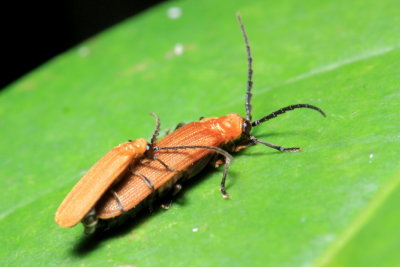 Net-winged Beetles, Lycostomos cf. (Lycidae)