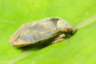 Leafhopper, Penthimia sp. (Cicadellidae)