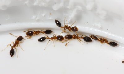 Ants, Cardiocondyla sp. (Formicidae)
