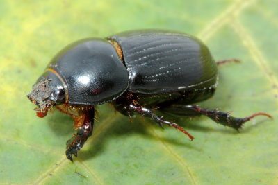 Alissonotum pauper (Scarabaeidae: Dynastinae)