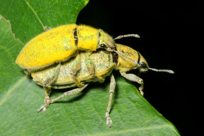 Gold-dust Weevils, Hypomeces pulviger (Curculionidae)
