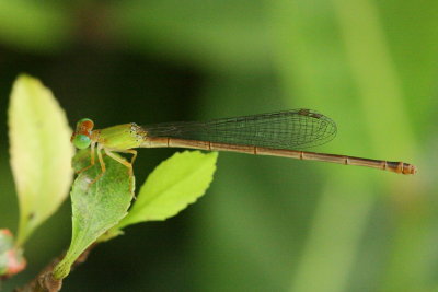 Orange-tailed Sprite, Ceriagrion auranticum ryukyuanum (Coenagrionidae)