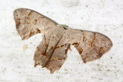 Scoopwing Moth, Dysaethria sp. (Uraniidae: Epipleminae)