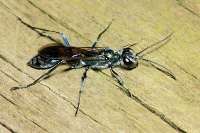 Oriental Mud-Dauber, Chalybion bengalense (Sphecidae)