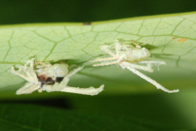 Planthopper nymphs (Ricaniidae)