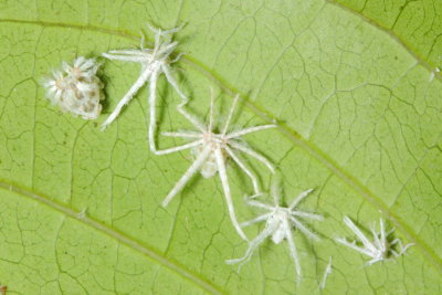 Planthopper nymphs (Ricaniidae)