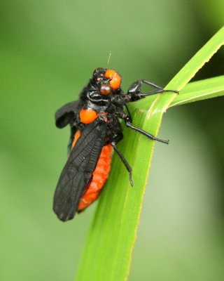 Cicada, Huechys sanguinea (Cicadidae)