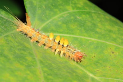 Tussock Moth Caterpillar, Orgyia postica (Lymantriidae)