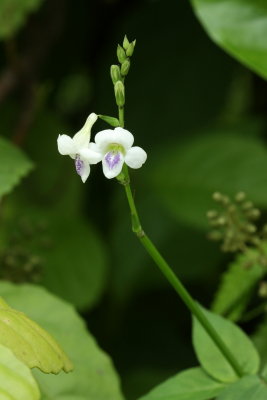 Coromandel, Asystasia gangetica (Acanthaceae)
