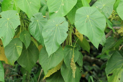 Elephant's Ear, Macaranga tanarius (Euphorbiaceae)