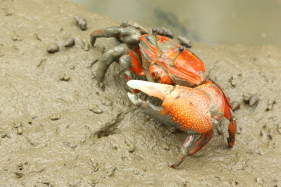 Fiddler Crab, Uca arcuata