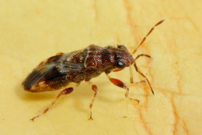 Seed Bug (Heterogastridae)