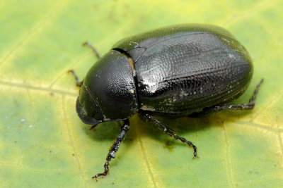 May Beetle, Apogonia sp. (Scarabaeidae)