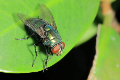 Blow Fly (Calliphoridae)