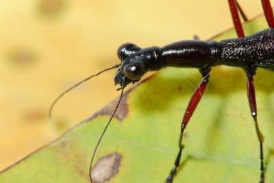 Flightless Tiger Beetle, Tricondyla pulchripes (Cicindelidae)